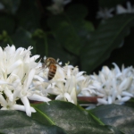 201901 flower1.jpg
